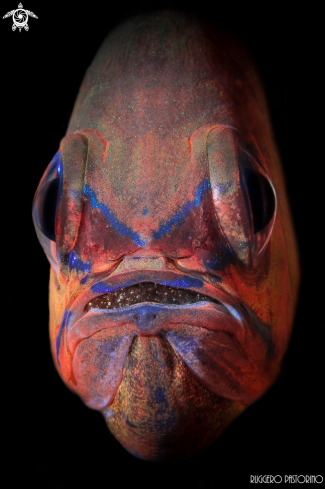 A Cardinalfish