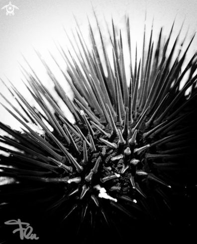 A sea urchin