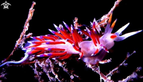 A CRATENA PEREGRINA--MOLLUSCHI--CLASSE: gasteropodi--ORDINE:nudibranchi--FAMIGLIA :facelinidi | 