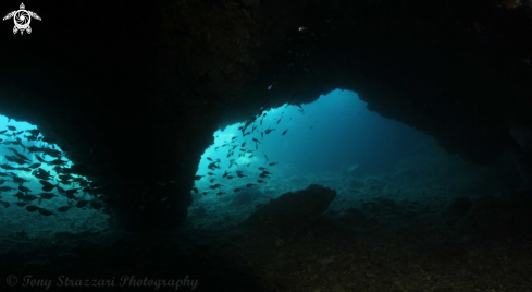 A Cato Tunnel