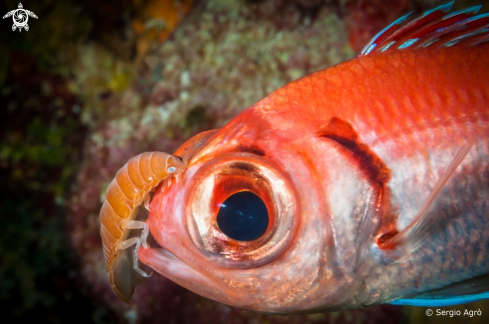 A Heteropriacanthus cruentatus | Catalufa de ojo grande con parasito