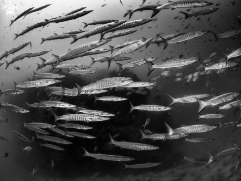 A Chevron Barracuda