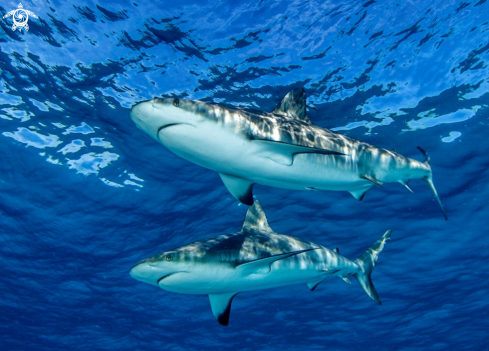 A Caribbean reef shark