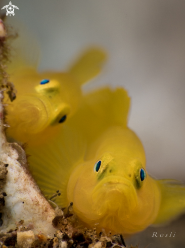 A Yellow Pygmy Goby