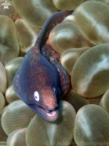 A Muraenidae | Moray Eel