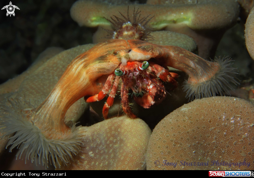 A Anemone hermit crab