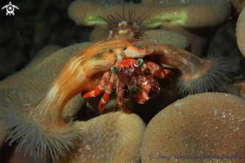 A Anemone hermit crab