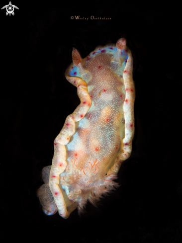 A Hexabrachus sanguineus | Juvenile Spanish dancer nudibranch