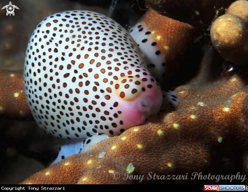 A Spotted cowrie