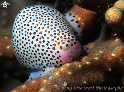 A Calpurnus verrucosus | Spotted cowrie