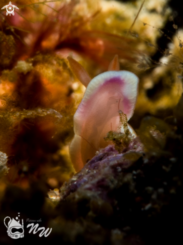 A Nudibranch