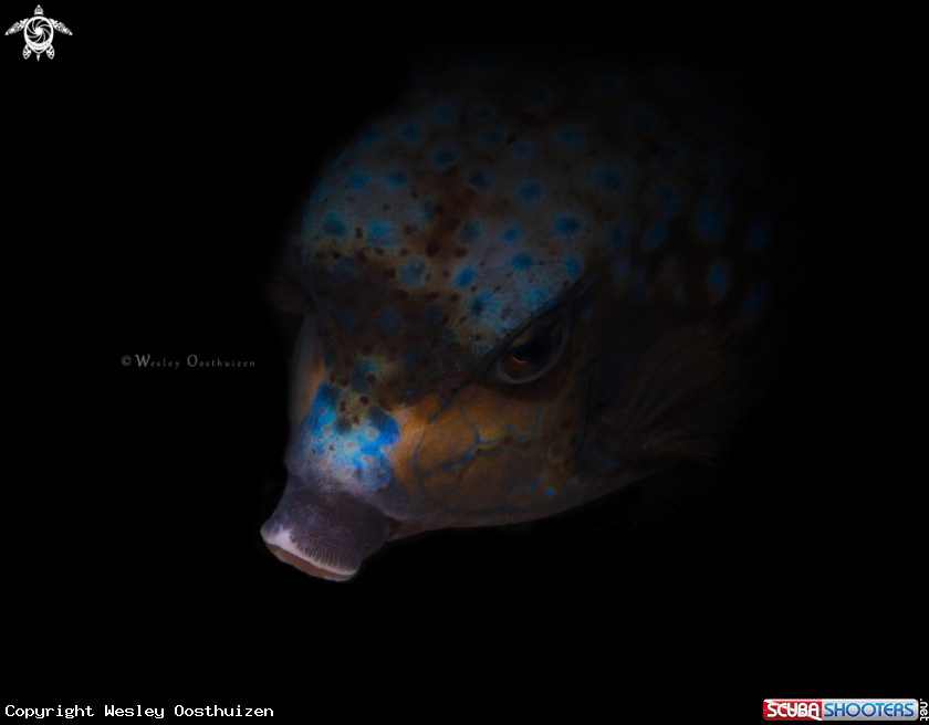 A Bluespotted boxfish