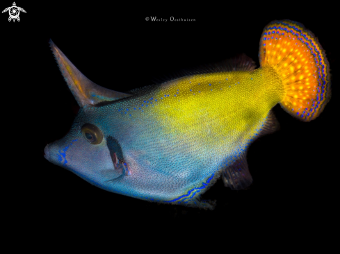 A Pervagor aspricaudus | Orangetail filefish