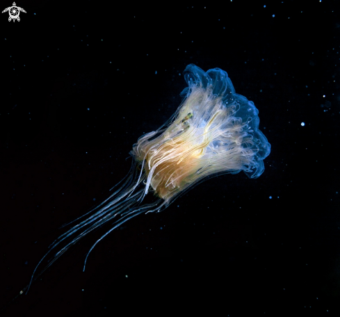 A Lions mane jelly & whitting