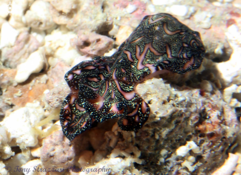 A Pseudobiceros bedfordi | Persian carpet flatworm