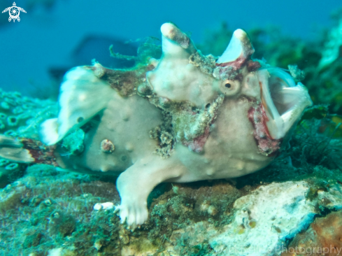 A Antennarius maculatus | Warty frogfish