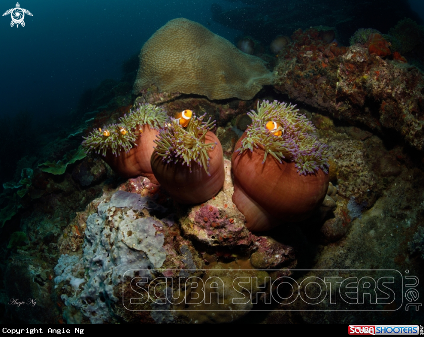 A Clownfish and their anemone