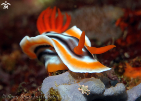 A Chromodoris magnifica