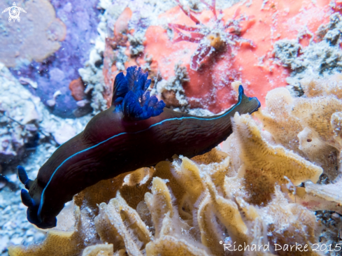 A Tambja capensis | Black Nudibranch