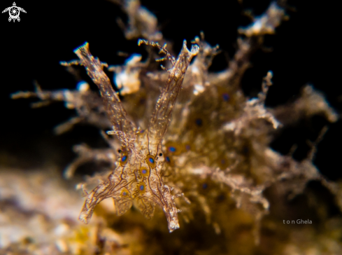 A Sea Hare