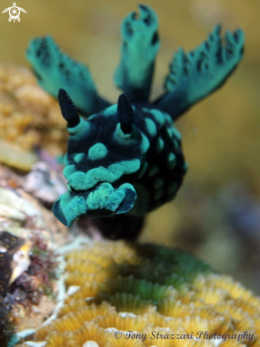 A Nembrotha cristata