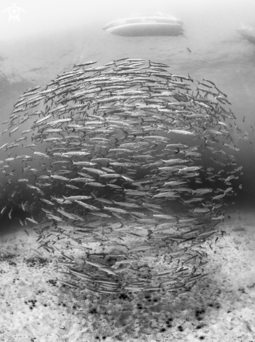 A Sphyraena qenie | Chevron Barracuda