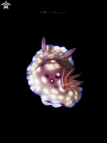 A Goniobranchus hintuanensis | Nudibranch