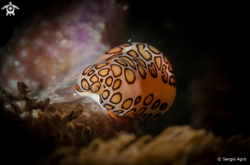 A Cyphoma gibbosum | Flamingo tongue snail