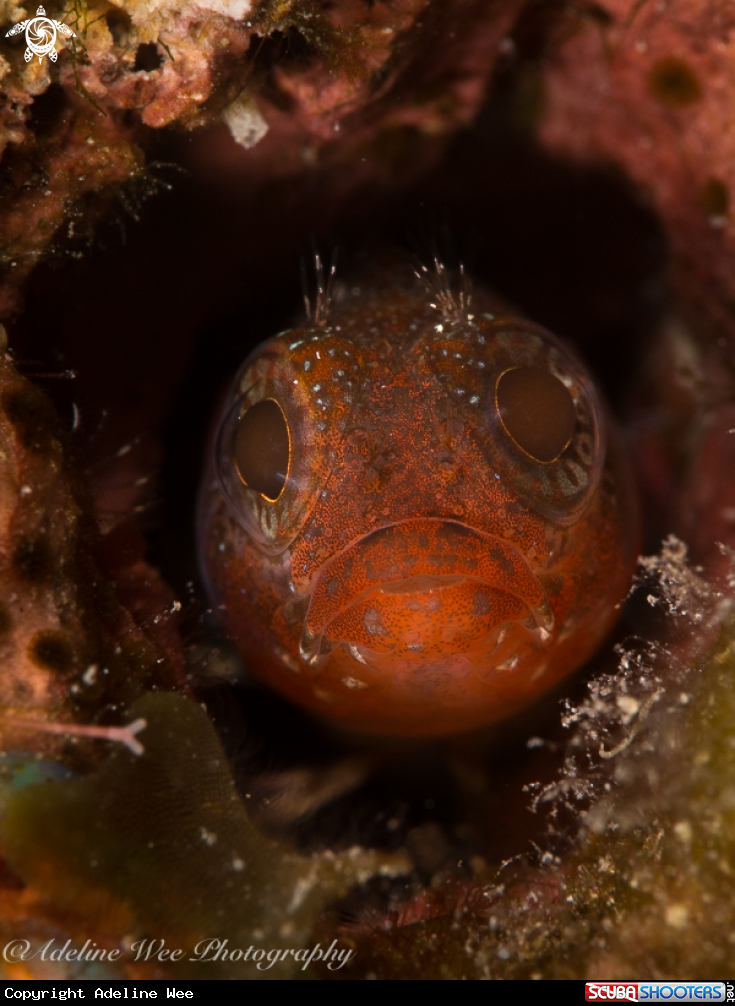 A Hairy blenny complex