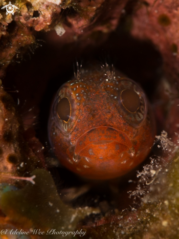 A Labrisomus nuchipinnis | Hairy blenny complex