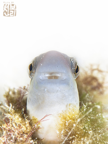 A blenny 