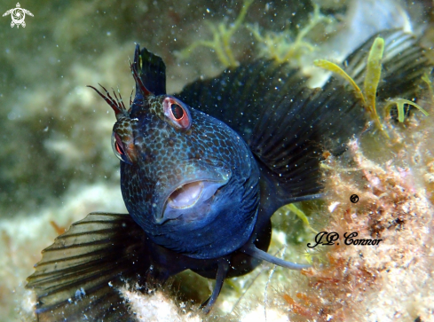 A Parablennius Pilicornis | Blennius niger