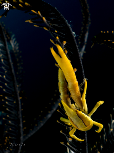 A Crinoid Yellow Squat Lobster