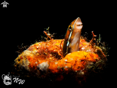 A Juvenile Blenny