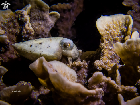 A Dwarf Cuttlefish