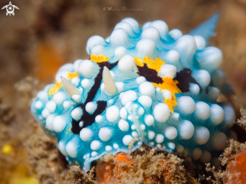 A Nudibranch