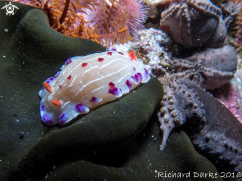 A Cape Dorid