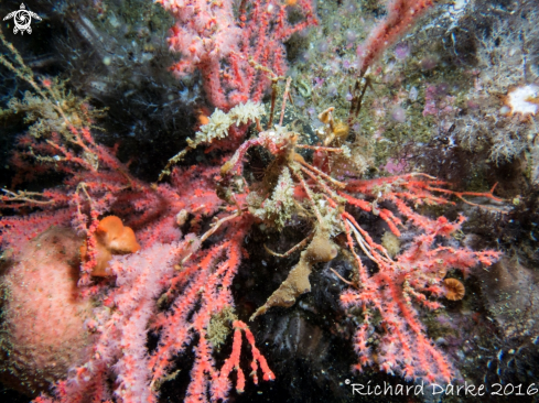 A Long Legged Spider Crab