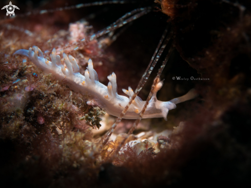 A Nudibranch