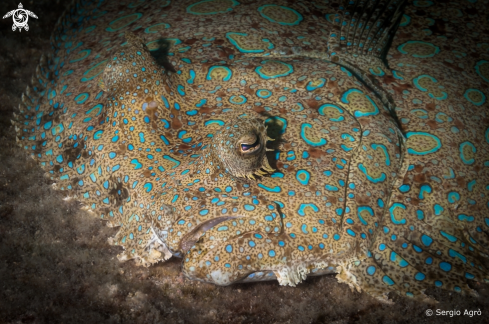 A Bothus lunatus | Peacock Flounder