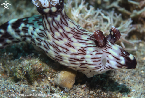 A Jorunna rubescens