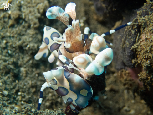 A Harlequin Shrimp