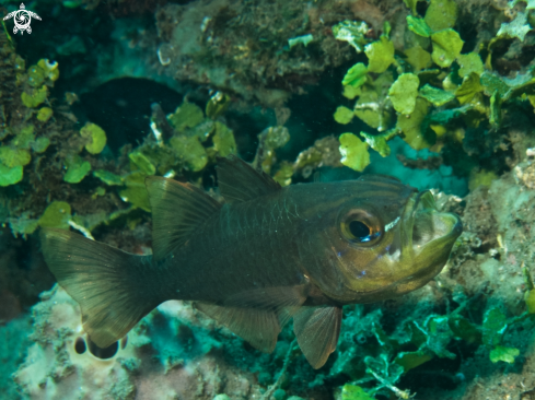 A Cardinal Fish