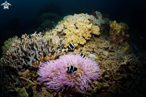 A Clarks Anemonefish