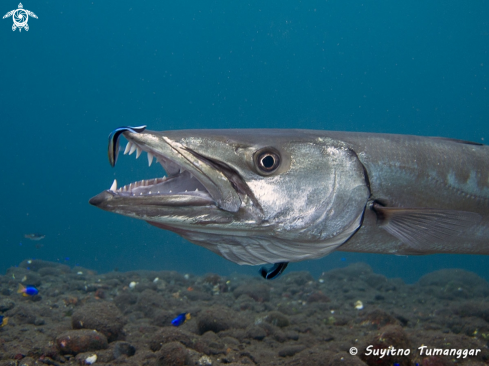 A Barracuda