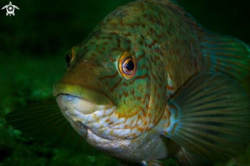 A Labrus bergylta | Ballan wrasse