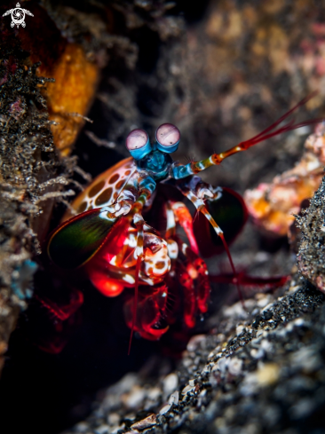 A Odontodactylus scyllarusi | Peacock Mantis Shrimp