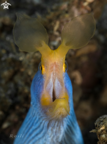 A Blue ribbon eel