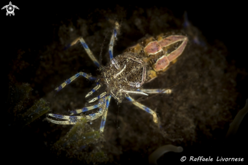 A Periclemenes amethysteus | Anemone shrimp