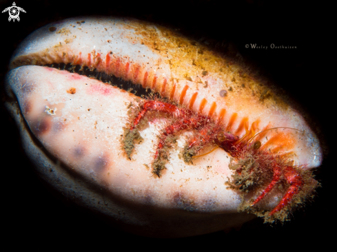 A Hairy Red Hermit Crab